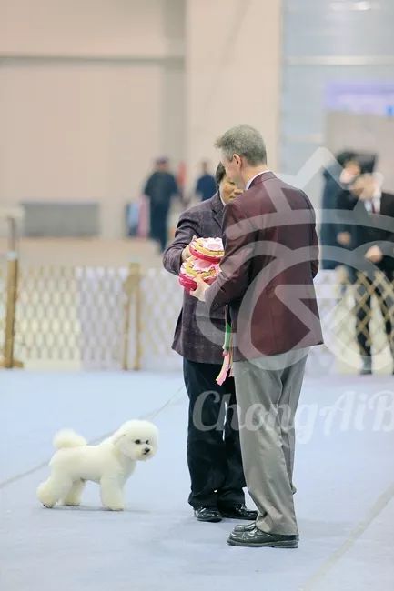 CKU赛事快报 | 3月9日廊坊中国冠军展BIS获奖犬只-11.jpeg