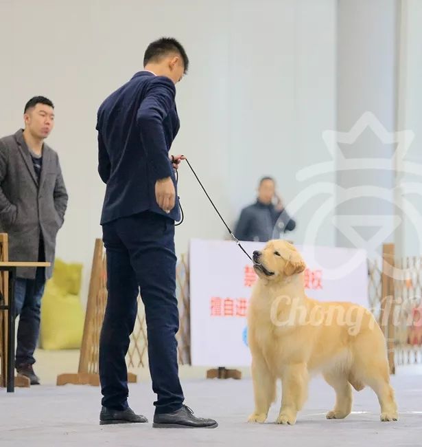 CKU赛事快报 | 3月9日廊坊中国冠军展BIS获奖犬只-9.jpeg