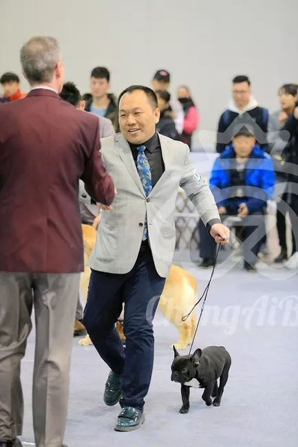 CKU赛事快报 | 3月9日廊坊中国冠军展BIS获奖犬只-16.jpeg