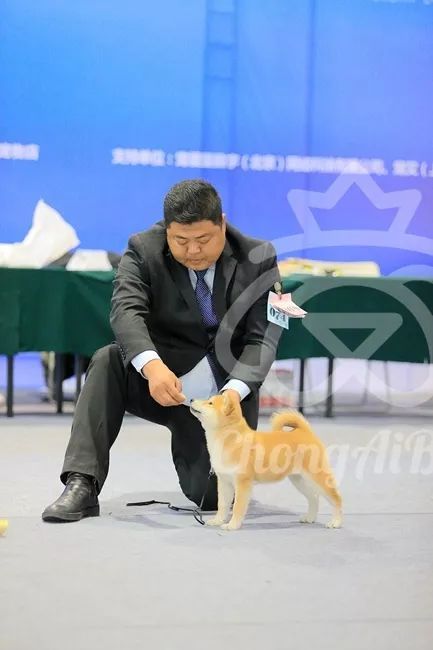 CKU赛事快报 | 3月9日廊坊中国冠军展BIS获奖犬只-19.jpeg