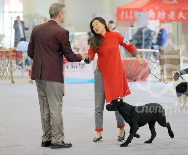 CKU赛事快报 | 3月9日廊坊中国冠军展BIS获奖犬只-20.jpeg