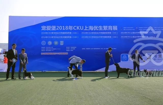 CKU赛事快报 | 3月10日上海国家冠军展BIS获奖犬只-2.jpeg