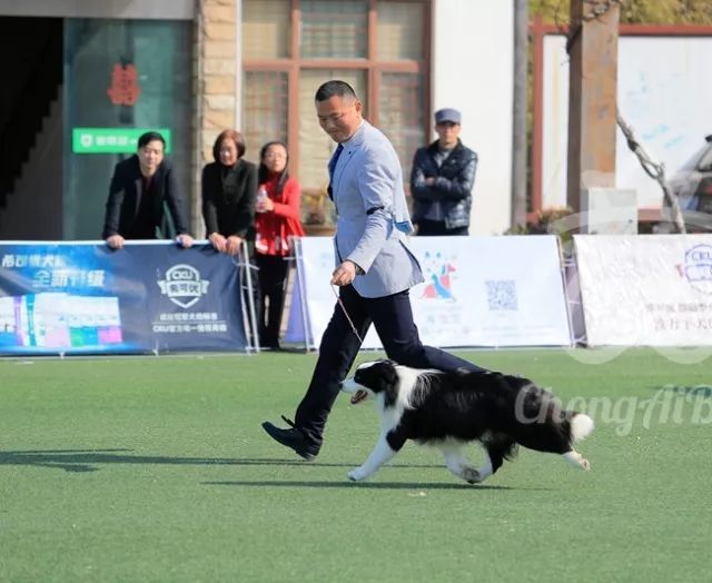 CKU赛事快报 | 3月10日上海国家冠军展BIS获奖犬只-4.jpeg