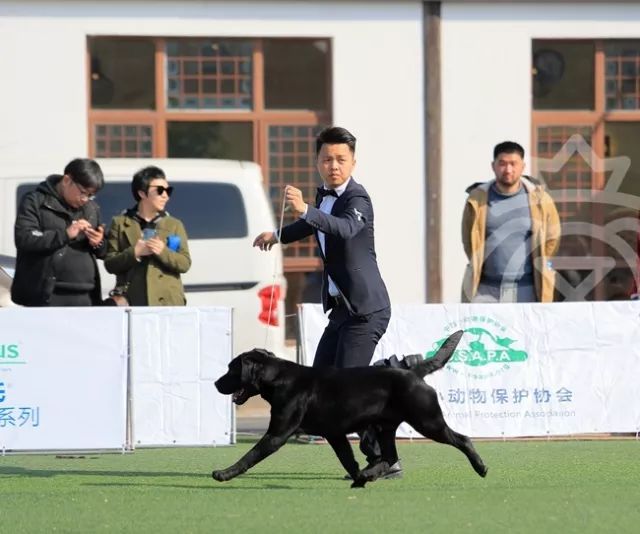CKU赛事快报 | 3月10日上海国家冠军展BIS获奖犬只-5.jpeg