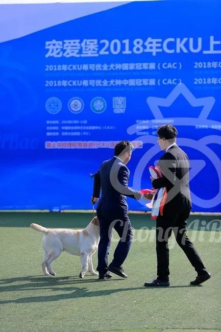 CKU赛事快报 | 3月10日上海国家冠军展BIS获奖犬只-10.jpeg