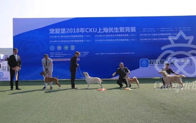 CKU赛事快报 | 3月10日上海国家冠军展BIS获奖犬只-12.jpeg