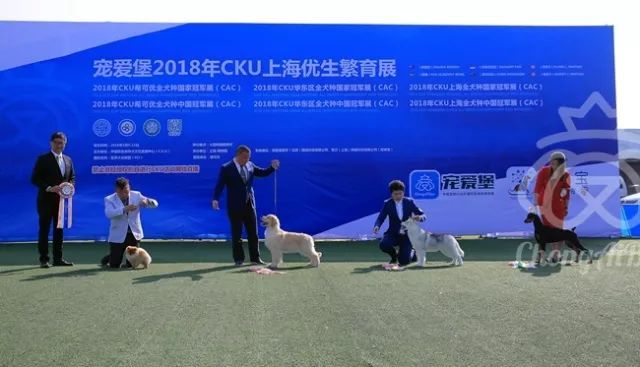 CKU赛事快报 | 3月10日上海国家冠军展BIS获奖犬只-17.jpeg