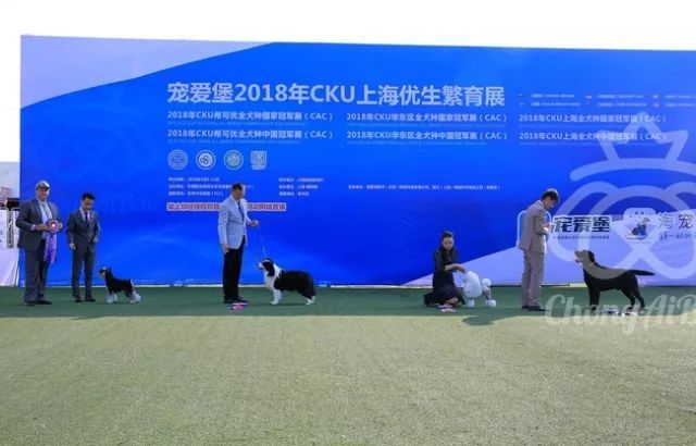 CKU赛事快报 | 3月10日上海中国冠军展BIS获奖犬只-2.jpeg
