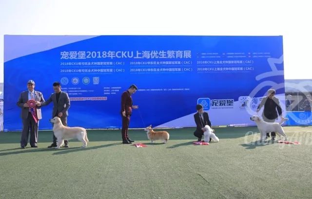 CKU赛事快报 | 3月10日上海中国冠军展BIS获奖犬只-7.jpeg