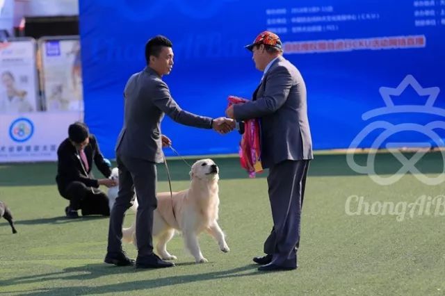 CKU赛事快报 | 3月10日上海中国冠军展BIS获奖犬只-8.jpeg