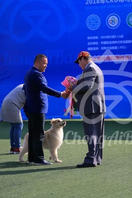 CKU赛事快报 | 3月10日上海中国冠军展BIS获奖犬只-18.jpeg