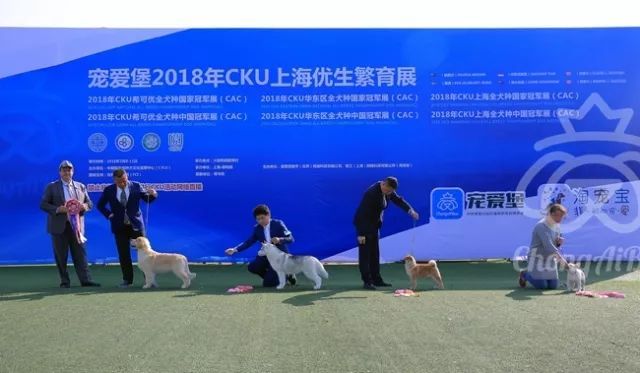 CKU赛事快报 | 3月10日上海中国冠军展BIS获奖犬只-17.jpeg