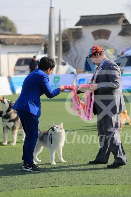 CKU赛事快报 | 3月10日上海中国冠军展BIS获奖犬只-19.jpeg