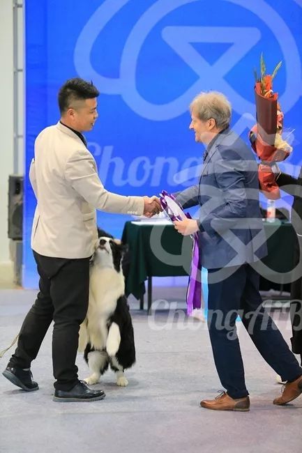 CKU赛事快报 | 3月10日廊坊FCI国际冠军展BIS获奖犬只-3.jpeg