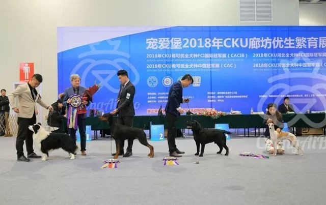 CKU赛事快报 | 3月10日廊坊FCI国际冠军展BIS获奖犬只-2.jpeg