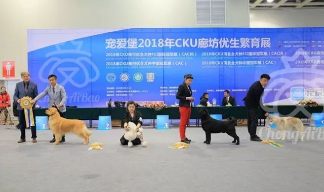 CKU赛事快报 | 3月10日廊坊FCI国际冠军展BIS获奖犬只-7.jpeg