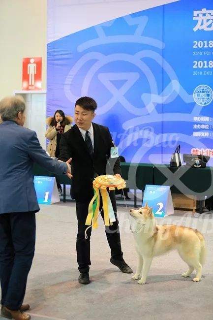 CKU赛事快报 | 3月10日廊坊FCI国际冠军展BIS获奖犬只-11.jpeg