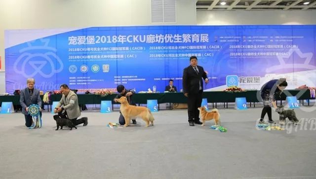 CKU赛事快报 | 3月10日廊坊FCI国际冠军展BIS获奖犬只-12.jpeg