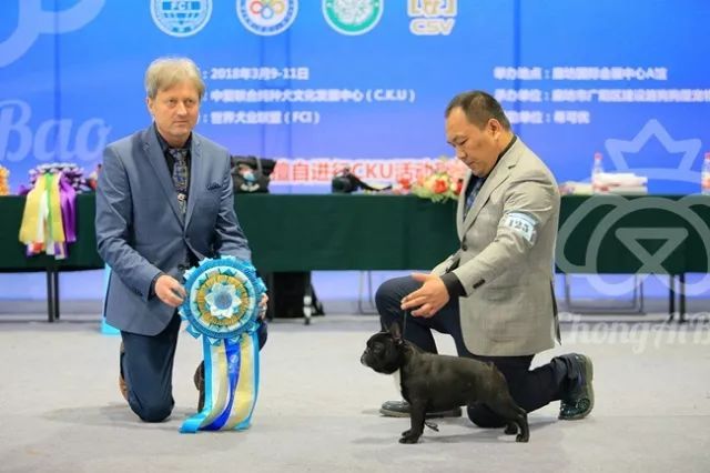 CKU赛事快报 | 3月10日廊坊FCI国际冠军展BIS获奖犬只-13.jpeg