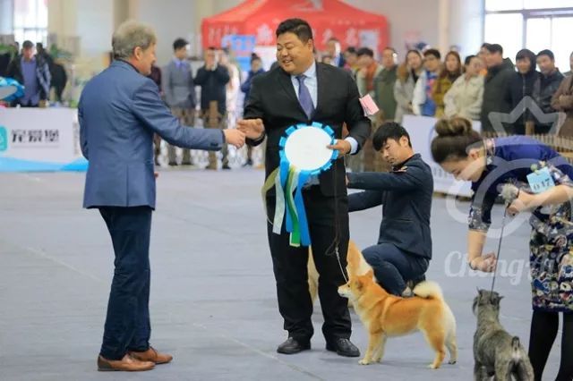 CKU赛事快报 | 3月10日廊坊FCI国际冠军展BIS获奖犬只-16.jpeg
