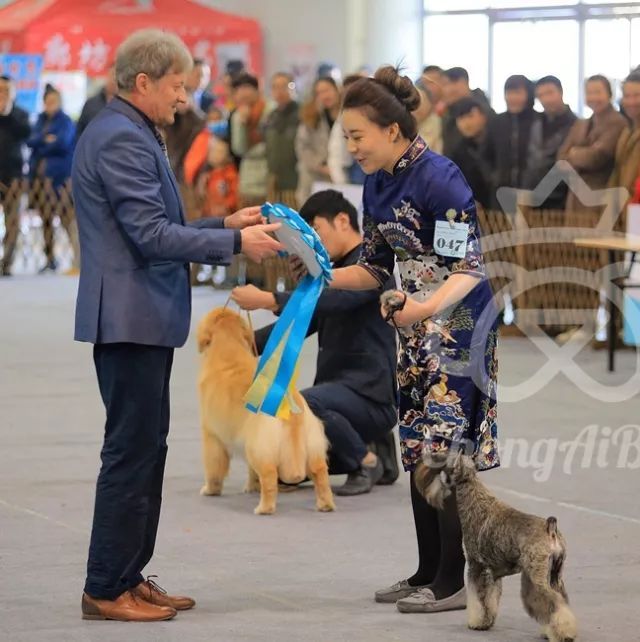 CKU赛事快报 | 3月10日廊坊FCI国际冠军展BIS获奖犬只-15.jpeg