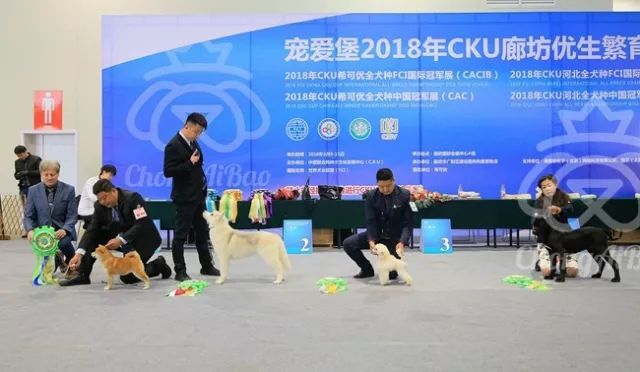 CKU赛事快报 | 3月10日廊坊FCI国际冠军展BIS获奖犬只-17.jpeg