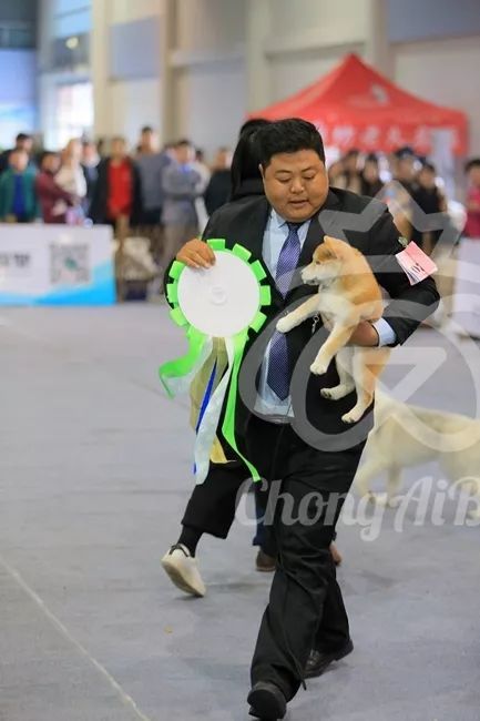 CKU赛事快报 | 3月10日廊坊FCI国际冠军展BIS获奖犬只-18.jpeg