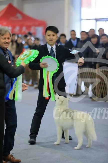 CKU赛事快报 | 3月10日廊坊FCI国际冠军展BIS获奖犬只-19.jpeg