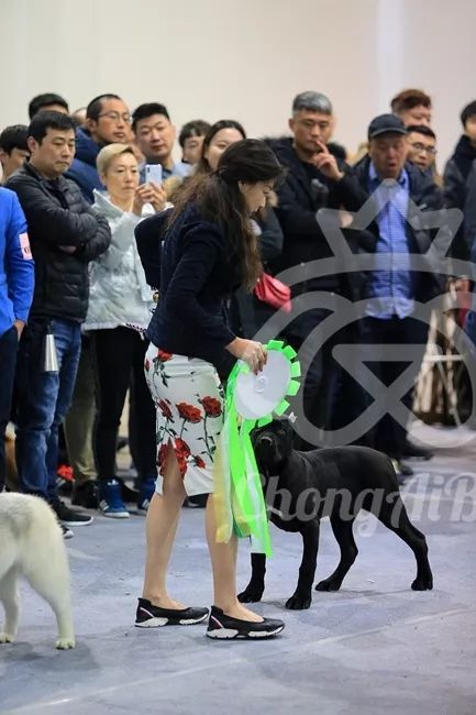 CKU赛事快报 | 3月10日廊坊FCI国际冠军展BIS获奖犬只-21.jpeg