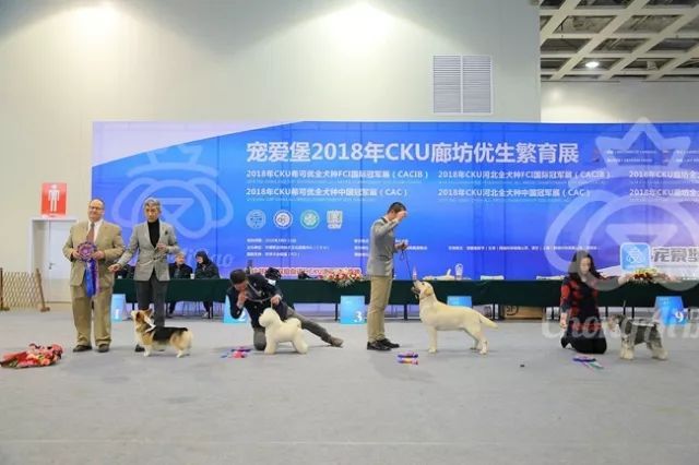 CKU赛事快报 | 3月10日廊坊中国冠军展BIS获奖犬只-2.jpeg