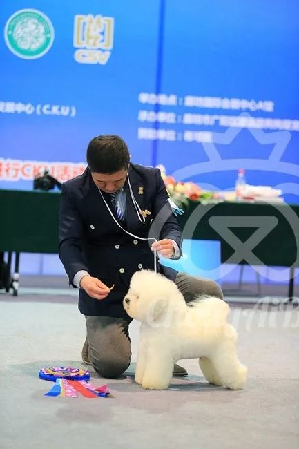 CKU赛事快报 | 3月10日廊坊中国冠军展BIS获奖犬只-4.jpeg