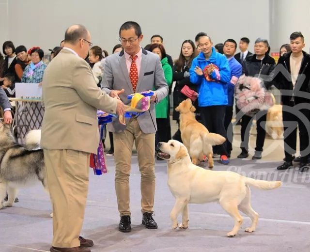 CKU赛事快报 | 3月10日廊坊中国冠军展BIS获奖犬只-5.jpeg