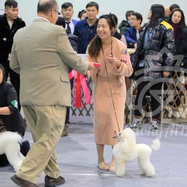 CKU赛事快报 | 3月10日廊坊中国冠军展BIS获奖犬只-9.jpeg