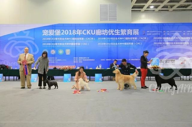 CKU赛事快报 | 3月10日廊坊中国冠军展BIS获奖犬只-7.jpeg