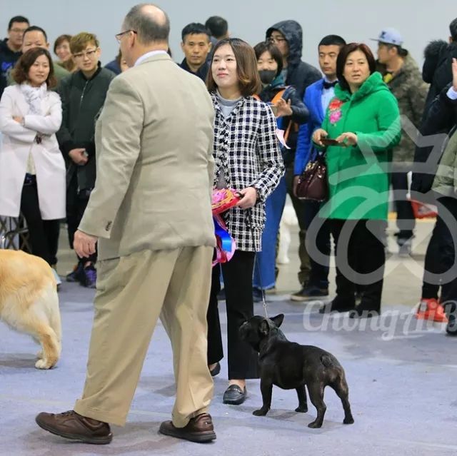 CKU赛事快报 | 3月10日廊坊中国冠军展BIS获奖犬只-8.jpeg