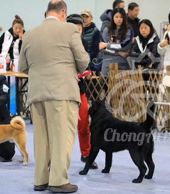 CKU赛事快报 | 3月10日廊坊中国冠军展BIS获奖犬只-11.jpeg