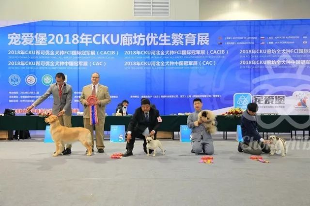 CKU赛事快报 | 3月10日廊坊中国冠军展BIS获奖犬只-12.jpeg