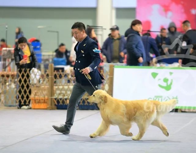 CKU赛事快报 | 3月10日廊坊中国冠军展BIS获奖犬只-10.jpeg