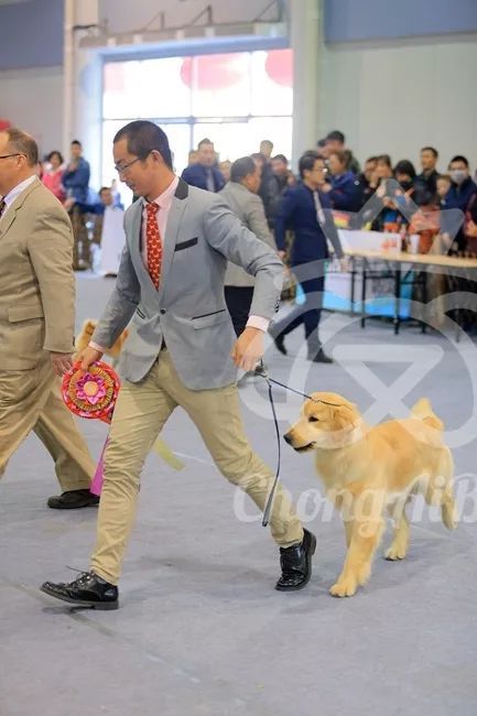CKU赛事快报 | 3月10日廊坊中国冠军展BIS获奖犬只-13.jpeg