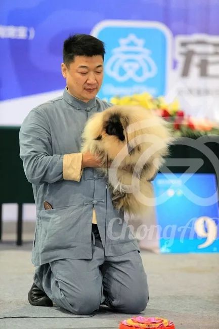 CKU赛事快报 | 3月10日廊坊中国冠军展BIS获奖犬只-15.jpeg