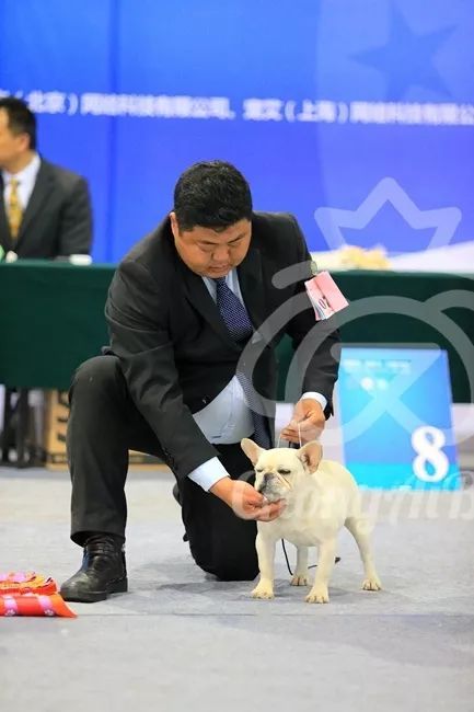 CKU赛事快报 | 3月10日廊坊中国冠军展BIS获奖犬只-14.jpeg