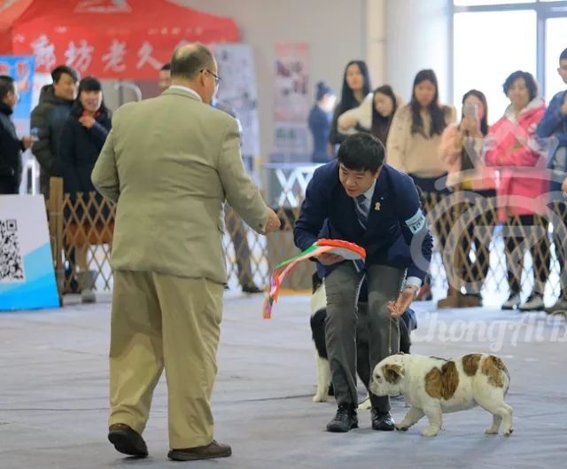 CKU赛事快报 | 3月10日廊坊中国冠军展BIS获奖犬只-16.jpeg