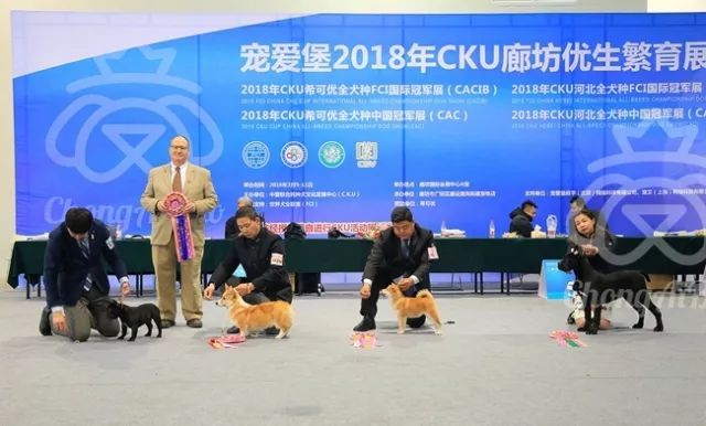 CKU赛事快报 | 3月10日廊坊中国冠军展BIS获奖犬只-17.jpeg