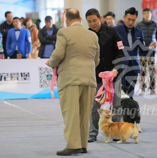 CKU赛事快报 | 3月10日廊坊中国冠军展BIS获奖犬只-19.jpeg
