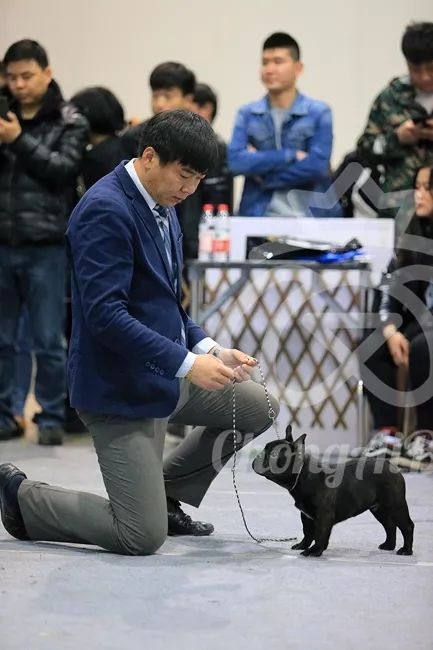 CKU赛事快报 | 3月10日廊坊中国冠军展BIS获奖犬只-18.jpeg