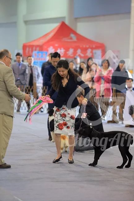 CKU赛事快报 | 3月10日廊坊中国冠军展BIS获奖犬只-21.jpeg