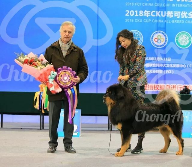 CKU赛事快报 | 3月11日廊坊FCI国际冠军展BIS获奖犬只-3.jpeg