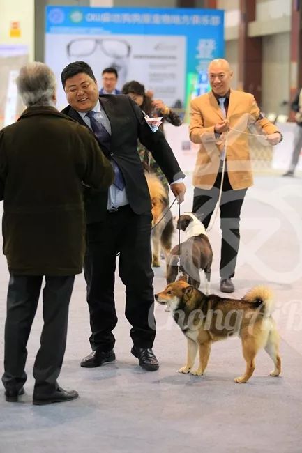 CKU赛事快报 | 3月11日廊坊FCI国际冠军展BIS获奖犬只-4.jpeg