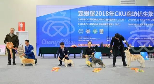 CKU赛事快报 | 3月11日廊坊FCI国际冠军展BIS获奖犬只-7.jpeg