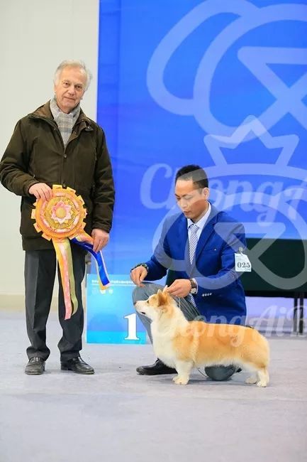 CKU赛事快报 | 3月11日廊坊FCI国际冠军展BIS获奖犬只-8.jpeg